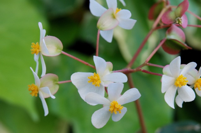 B. pluvialis